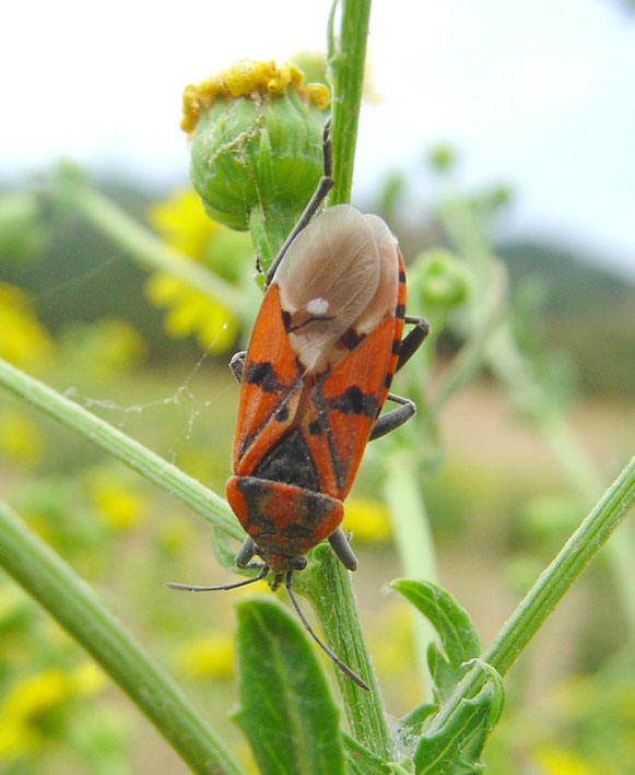 Spilostethus pandurus